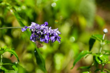 Güzel bir açık mor lavanta çiçeği kümesi bir bahçe fıskiyesinden toplanan su damlalarının ağırlığından yatay olarak uzanıyor..