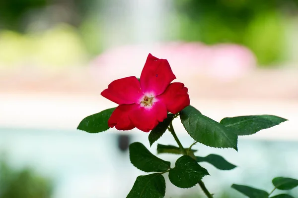 Uma Única Flor Vermelha Cercada Por Folhas Verdes Escuras Plena — Fotografia de Stock