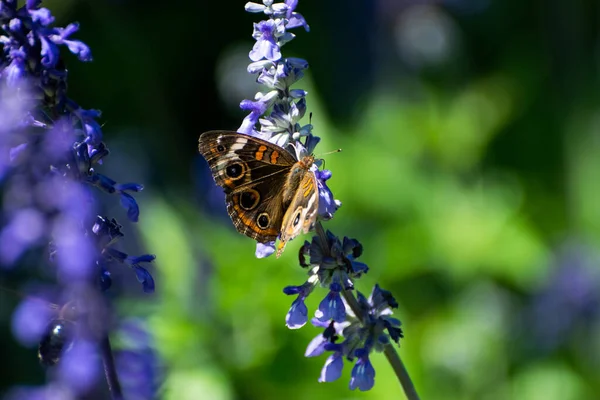 一种美丽的褐色雌蝶 长着大大的眼盆 翅膀上有橙色条纹 用紫色薰衣草花制成的花蜜喂食 — 图库照片