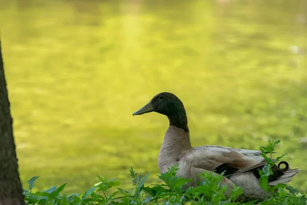 Profile Rare Tan Brown Mallard Duck Standing Some Foliage Bank — Stock Photo, Image