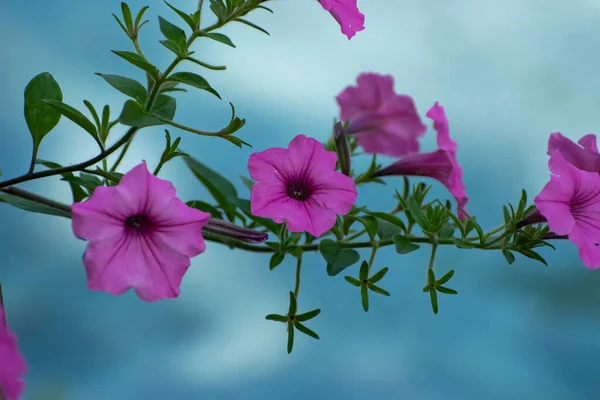 Ett Kluster Ljusa Rosa Morgon Härlighet Blommor Gren Som Nger — Stockfoto