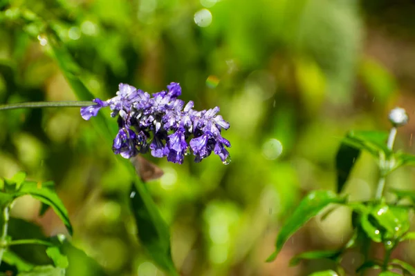 Une Belle Grappe Fleurs Lavande Pourpre Clair Penchée Horizontalement Poids — Photo