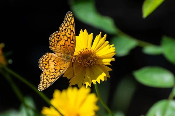 아름다운 오렌지 과검은 색붉은 나비가 사용하여 정원에 노란색 들판의 마리골드 — 스톡 사진