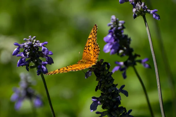 Μια Όμορφη Πεταλούδα Zerene Fritillary Μαύρα Στίγματα Πορτοκαλί Φτερά Απλώνονται — Φωτογραφία Αρχείου