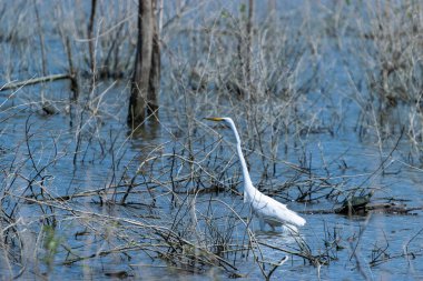 Bir Büyük Beyaz Akbalıkçıl, ya da balıkçıl, dallarla, sopalarla ve yapraksız ağaçlarla dolu bir gölün sığ sularında avlanırken arka planda bir kaplumbağa güneşi.