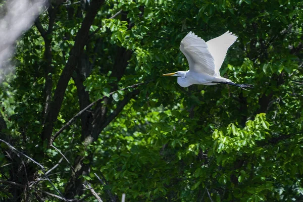 Одинокая Белая Цапля Цапля Летящая Над Озером Солнечный День Плотной — стоковое фото