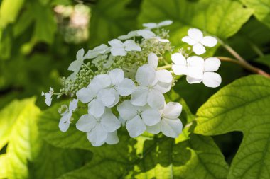Parlak yeşil yapraklardan oluşan bir arka planda kısmen gölgelerle kaplı bir bahçede açan bir grup yabani ortanca çiçeği..
