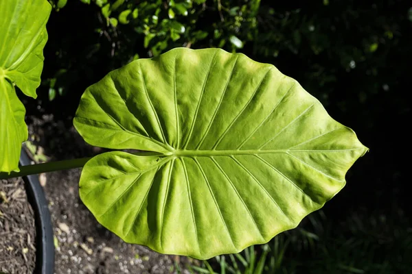 Ett Stort Ljust Grönt Elefantörat Växtlöv Som Växer Botanisk Trädgård Royaltyfria Stockfoton