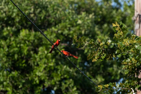 Bir Çift Güzel Parlak Kırmızı Erkek Kardinaller Parktaki Ağaçların Arasında — Stok fotoğraf