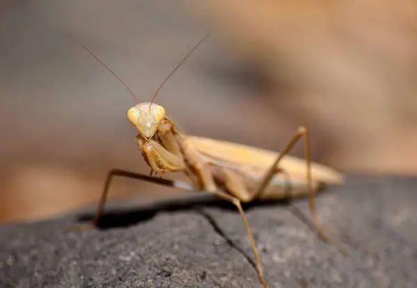 Mantis orante isolado — Fotografia de Stock