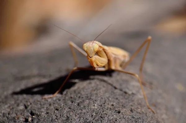 Isolerade praying mantis — Stockfoto