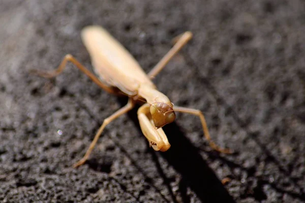 Praying mantis op rots — Stockfoto