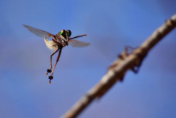 Кортеж розбійників мух — стокове фото