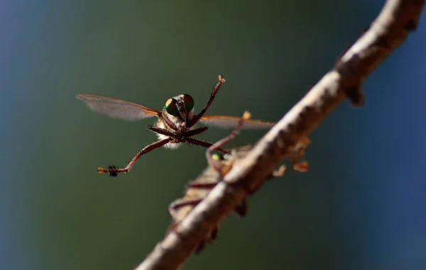 Кортеж розбійників мух — стокове фото