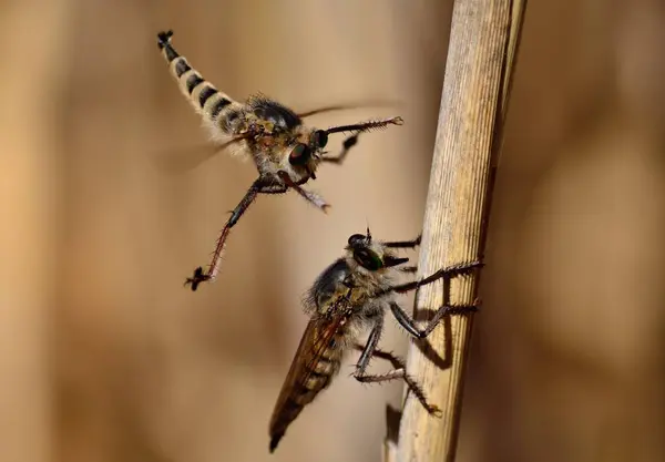 El cortejo de las moscas ladrón — Foto de Stock