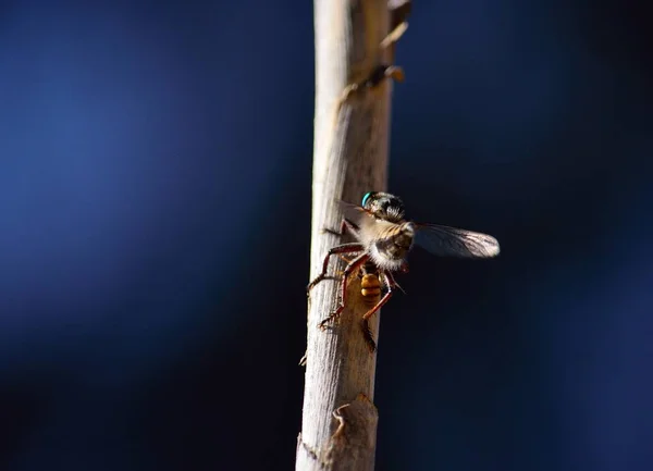Ληστής μύγα στο κοτσάνι από ζαχαροκάλαμο — Φωτογραφία Αρχείου