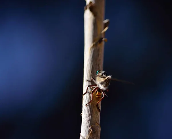 Ladrón volar en tallo de caña — Foto de Stock