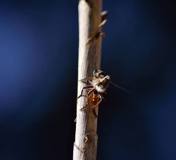 Ladrón volar en tallo de caña — Foto de Stock