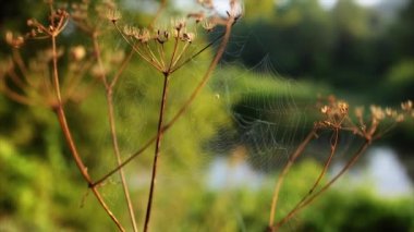 örümcekler web sabah şafak Nehri