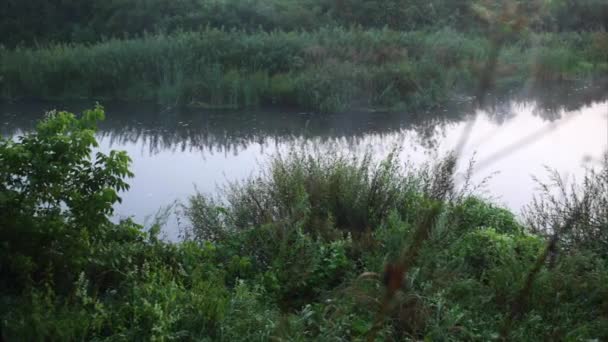 Morgondimma river och vackra flovers gryningen fiskare går — Stockvideo
