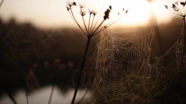 Spindlar web morgon gryningen floden — Stockvideo
