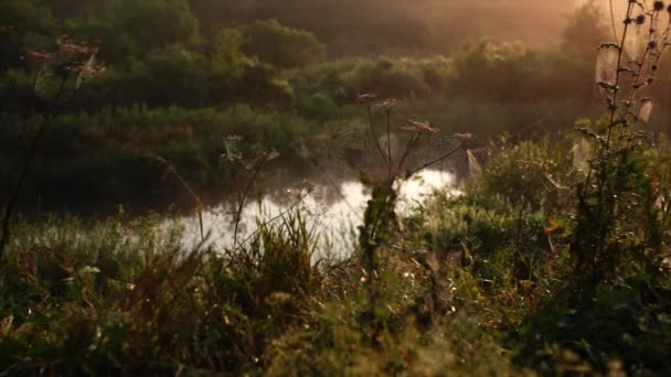 Spindlar web morgon gryningen floden — Stockvideo