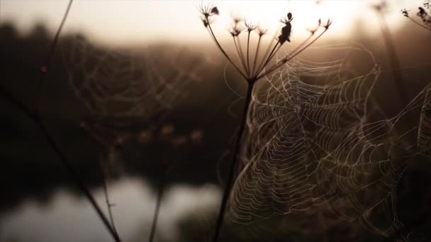 Spiders web morning dawn river — Stock Video