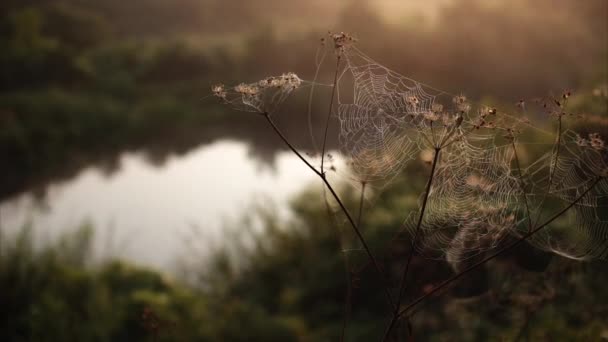 Arañas web mañana amanecer río — Vídeo de stock