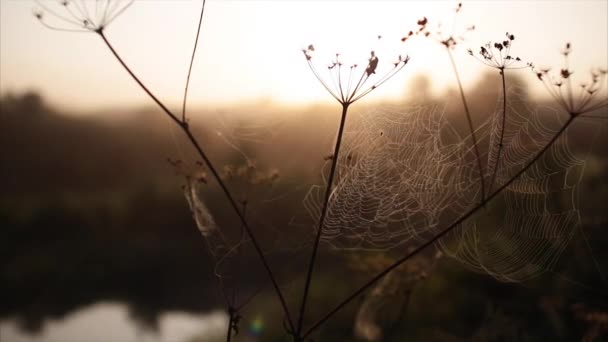 Spinnen web ochtend zonsopgang rivier — Stockvideo