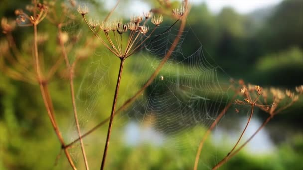 Pavouci web ranní úsvit řeka — Stock video