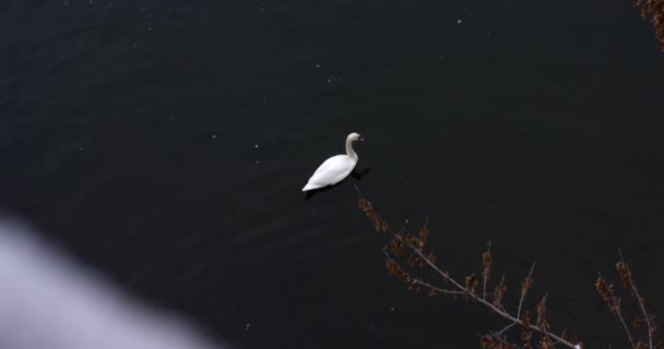 MOCIÓN LENTA: Cisne nadando en un lago — Vídeos de Stock