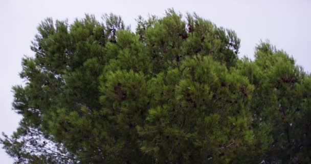 Monster Conifer, Top van de boom, naaldhout groenblijvende boom is Swaying in de Wind, de groene kroon, de boom op een zonnige dag, winderig. — Stockvideo