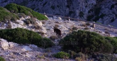 Kaya bir çıkıntının üzerinde kahverengi dağ keçisi duran. Mallorca. Cape Formentor.