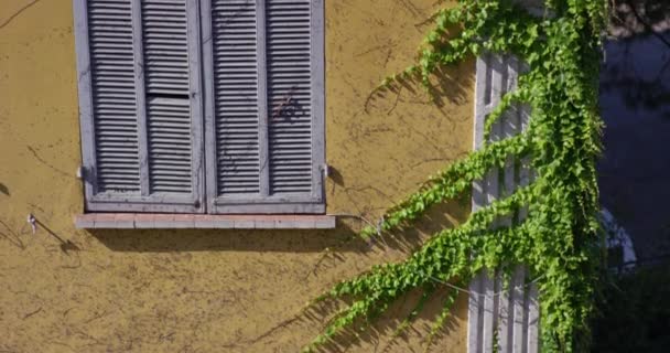 Uma sebe na frente da casa. A videira passa pela parede do edifício. Uma planta flutuante oscila ao vento. Movimento lento 4k — Vídeo de Stock