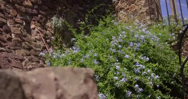 Flor Persianas azules creciendo cerca de la pared de piedra. Qué bien. Francia — Vídeos de Stock