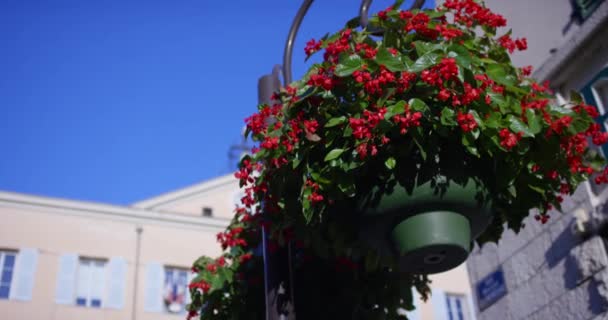 Röda dekorativa blommor dekorera kaféet. Landskapsarkitektur och dekoration av stadens gator. En varm sommardag. Shon på röd episka drake — Stockvideo