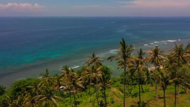 Letecký pohled na tropicky bílou písečnou pláž a palmový les. Lombok, Indonésie 2020 — Stock video