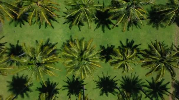 Luchtfoto van de kokospalmen plantage. — Stockvideo