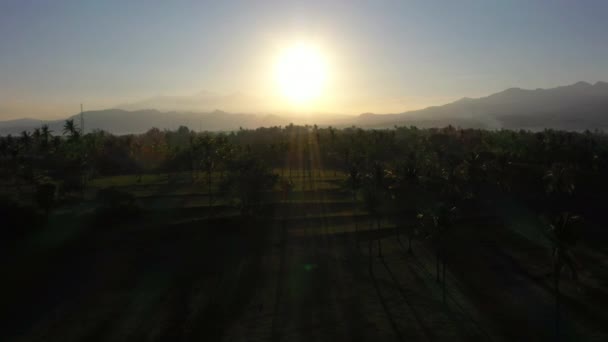 Vista aerea della piantagione di palme durante l'alba. Luce del sole freccia attraverso le montagne . — Video Stock