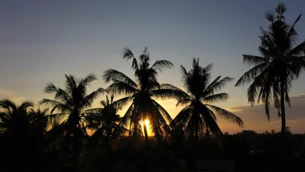 Luftaufnahme von Palmen Silhouette auf orangefarbenem Sonnenuntergang Hintergrund. — Stockvideo