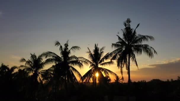 オレンジ色の夕日の背景にヤシの木のシルエットの空中ビュー. — ストック動画