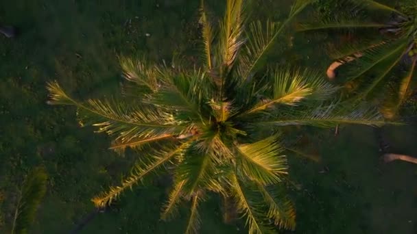 Aerial top view of coconut palm tree. Camera rotates and flies under the tree. Lombok, Indonesia. — Stock Video