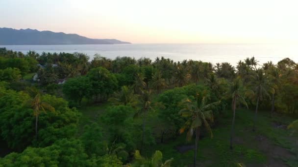 Veduta aerea delle palme al tramonto sull'oceano . — Video Stock