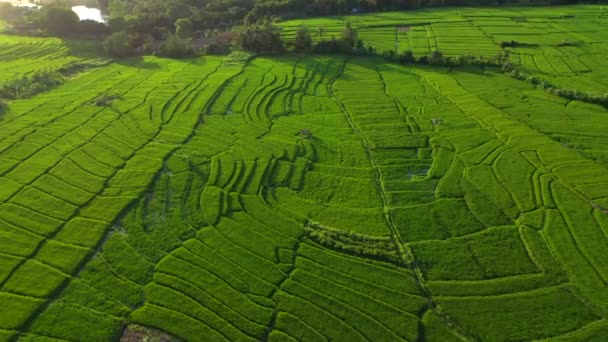 Sabahın erken saatlerinde pirinç tarlalarının insansız hava aracı görüntüsü. Bali, Endonezya, 2020 — Stok video