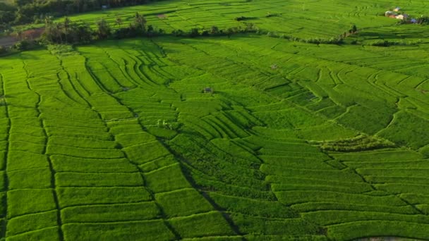 Повітряний дрон дивиться на поля рису рано вранці. Балі, Індонезія, 2020 рік — стокове відео