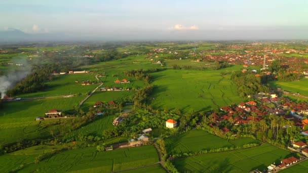 Vista aérea de los campos de arroz a primera hora de la mañana. Bali, Indonesia, 2020 — Vídeo de stock
