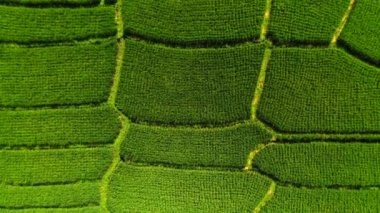 Sabahın erken saatlerinde pirinç tarlalarının insansız hava aracı görüntüsü. Bali, Endonezya, 2020