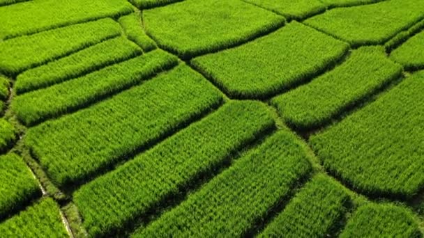 Vista aérea de los campos de arroz a primera hora de la mañana. Bali, Indonesia, 2020 — Vídeo de stock