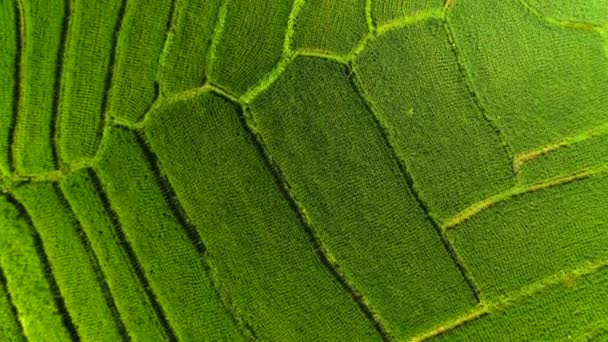 Vista aérea de los campos de arroz a primera hora de la mañana. Bali, Indonesia, 2020 — Vídeo de stock