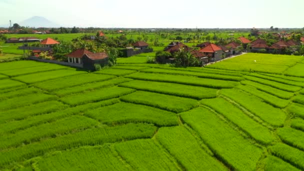 Vista aérea de los campos de arroz a primera hora de la mañana. Bali, Indonesia, 2020 — Vídeo de stock